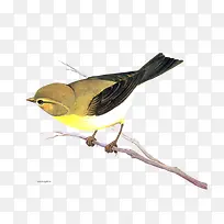 树枝上的黄鹂-空若网 树枝上的黄鹂-空若网