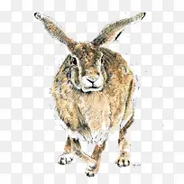 ˮ�ʳ���Ұ��-������