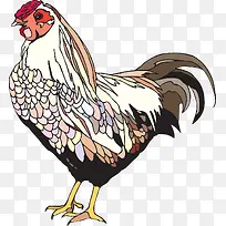 彩色的母鸡-空若网 彩色的母鸡-空若网