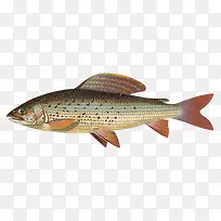 黑点生鱼-空若网 黑点生鱼-空若网