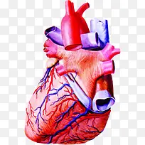 彩色心脏挂图人体-空若网 彩色心脏挂图人体-空若网