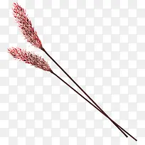 红色清新狗尾巴草装饰图案-空若网 红色清新狗尾巴草装饰图案-空若网