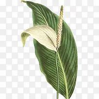 手绘狗尾巴草插画-空若网 手绘狗尾巴草插画-空若网