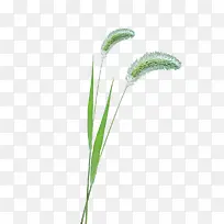 狗尾巴草图片-空若网 狗尾巴草图片-空若网