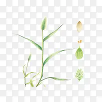 狗尾巴草-空若网 狗尾巴草-空若网