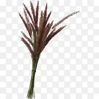 Ò»Êø¹·Î²°Í²Ý-¿ÕÈôÍø Ò»Êø¹·Î²°Í²Ý-¿ÕÈôÍø