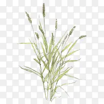 ��β�Ͳ�-������