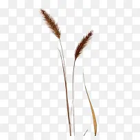 两支狗尾巴草免扣素材-空若网 两支狗尾巴草免扣素材-空若网