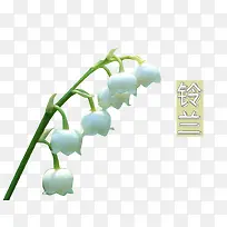 白色铃兰-空若网 白色铃兰-空若网