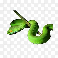 ��֦�ϵ���-������