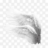 免扣素材 翅膀-空若网 免扣素材 翅膀-空若网