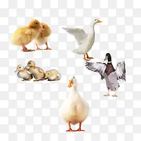 һȺѼ���ز�-������