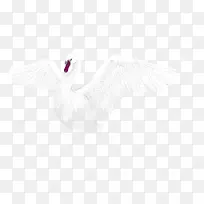 白天鹅-空若网 白天鹅-空若网