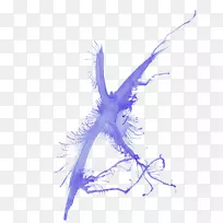 Ë®²Ê»ÎÆÀíÉãÓ°.Ë«Óã×ù-¿ÕÈôÍø Ë®²Ê»ÎÆÀíÉãÓ°.Ë«Óã×ù-¿ÕÈôÍø