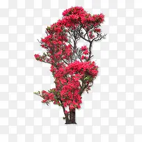 开花的树-空若网 开花的树-空若网