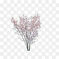 开花的树植物-空若网 开花的树植物-空若网