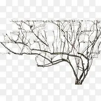 干枯的大树-空若网 干枯的大树-空若网