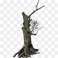 ¸É¿ÝµÄ´óÊ÷-¿ÕÈôÍø ¸É¿ÝµÄ´óÊ÷-¿ÕÈôÍø