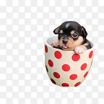 杯子里的狗狗脸部特写-空若网 杯子里的狗狗脸部特写-空若网