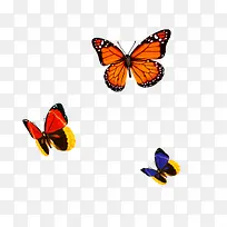 彩色蝴蝶飞-空若网 彩色蝴蝶飞-空若网
