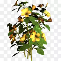 ����ֲ�������-ֲ��-������