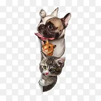 �ɰ��ĳ���-������