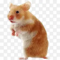 高清摄影可爱萌萌哒的小仓鼠-空若网 高清摄影可爱萌萌哒的小仓鼠-空若网