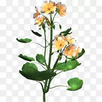 植物解剖插花艺术-植物-空若网 植物解剖插花艺术-植物-空若网