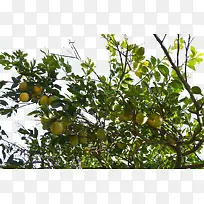 ������-������