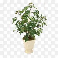 绿色植物盆栽开花植物素材-空若网 绿色植物盆栽开花植物素材-空若网