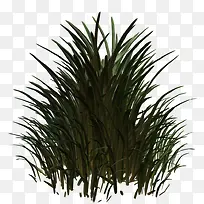 黑绿色的小草-空若网 黑绿色的小草-空若网