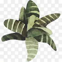 手绘水彩多肉-空若网 手绘水彩多肉-空若网