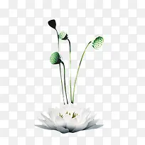 ��ɫ�ɻ�����-������