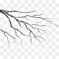 冬天结冰的树木枝-空若网 冬天结冰的树木枝-空若网