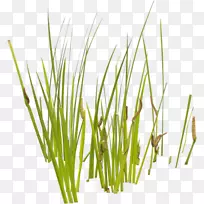 ˮ��ֲ�����Ѳ�.ˮ��ֲ��-������