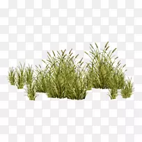 ²Ý±¾Ö²Îï-Ë®ÉúÖ²Îï-¿ÕÈôÍø ²Ý±¾Ö²Îï-Ë®ÉúÖ²Îï-¿ÕÈôÍø