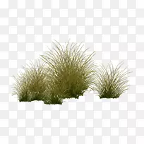 草本植物-水生植物-空若网 草本植物-水生植物-空若网