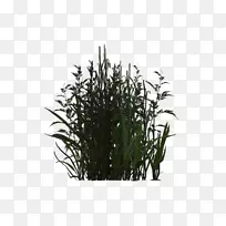 Ö²Îï¼ôÌù».Ë®ÉúÖ²Îï-¿ÕÈôÍø Ö²Îï¼ôÌù».Ë®ÉúÖ²Îï-¿ÕÈôÍø