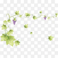 手绘葡萄藤-空若网 手绘葡萄藤-空若网