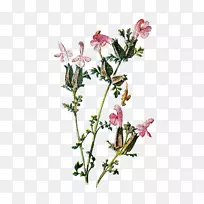 野花剪贴画-花卉插图-空若网 野花剪贴画-花卉插图-空若网