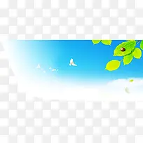 Ê÷Ò¶±³¾°-¿ÕÈôÍø Ê÷Ò¶±³¾°-¿ÕÈôÍø