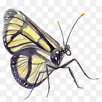 黄色花纹水墨蝴蝶-空若网 黄色花纹水墨蝴蝶-空若网