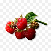 熟覆盆子-空若网 熟覆盆子-空若网