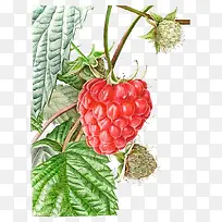 覆盆子水果-空若网 覆盆子水果-空若网