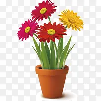 菊花彩色-空若网 菊花彩色-空若网