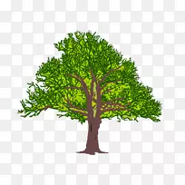 树干摄影剪贴画-树枝-空若网 树干摄影剪贴画-树枝-空若网