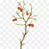 ����ƻ����֦-������