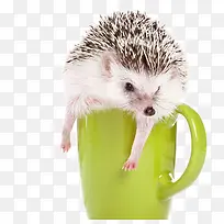 在绿色杯子里玩耍的灰白相间刺猬-空若网 在绿色杯子里玩耍的灰白相间刺猬-空若网
