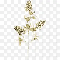 ��ɫ��֦-������