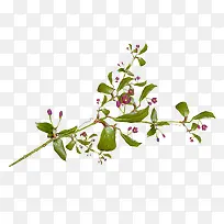 ��֦-������